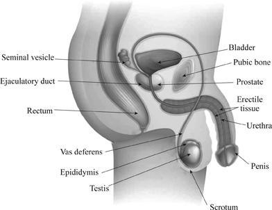 (MALE REPRODUCTIVE SYSTEM) give me a short sentence of what each of them do. Please-example-1