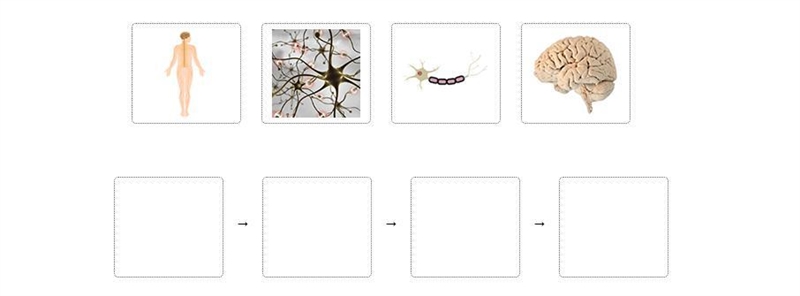 Drag each tile to the correct box. Place the images of parts of the human nervous-example-1