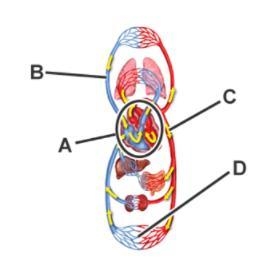 Identify the function of the labeled structures. A: B: C: D: Options- -connects arteries-example-1