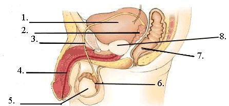 Identify structure number 1. vas deferens urethra scrotum bladder prostate gland-example-1