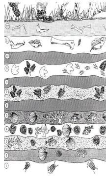 2. Using the law of superposition, which rock layer in this picture is the oldest-example-1