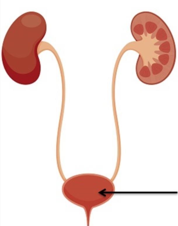 Identify the organ that the arrow is pointing to in this image. A. Bladder B. Heart-example-1