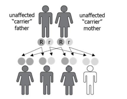 The image shows a cross between a father and a mother who are carriers for a genetic-example-1