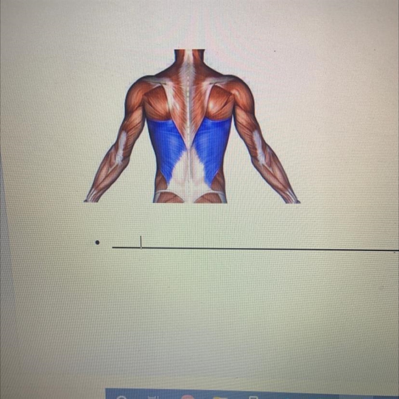 What is this muscle-example-1