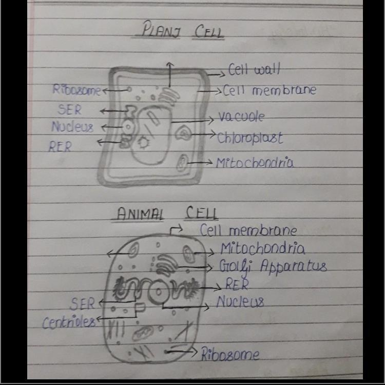 Draw diagram of plant and animal cell​-example-1