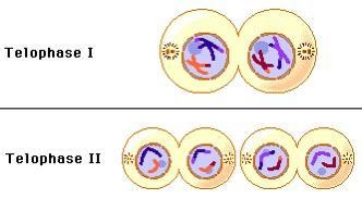 Question 4 Which phase of cell division is shown?-example-1