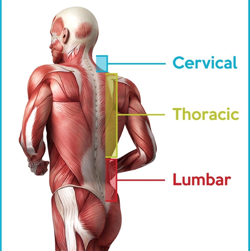 Miss Circle complains of a sharp pain inferior to her ears superior to the scapula-example-1