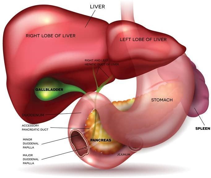 The spleen is ________________ to the liver. a. Superficial b. Ventral c. Medial d-example-1