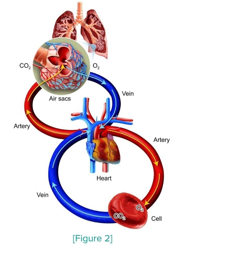 Why is oxygen needed by every cell in the body?​-example-2