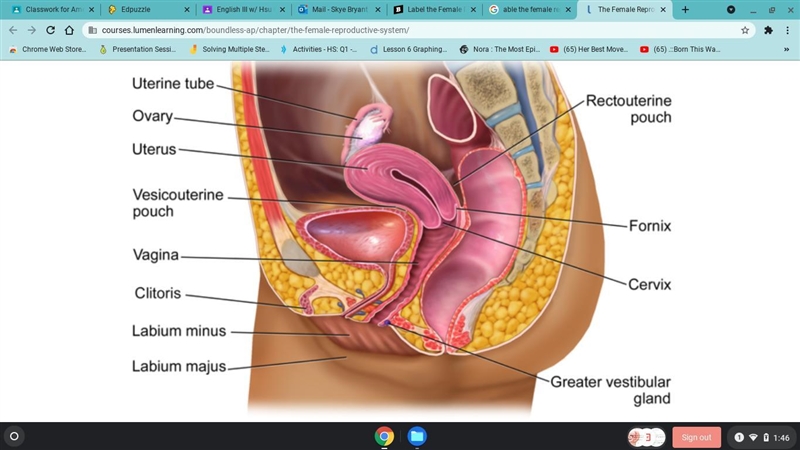 What is sex And how to draw a female reproductive system​-example-1