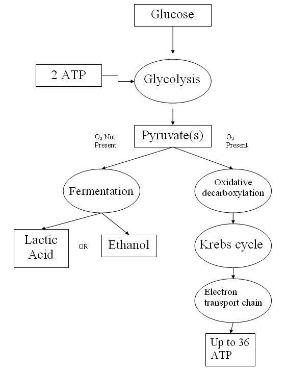 A picture of the model of Aerobic Cellular Respiration that can be drawn easily-example-1