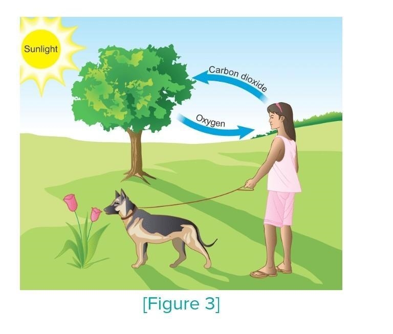 Why is oxygen needed by every cell in the body?​-example-3