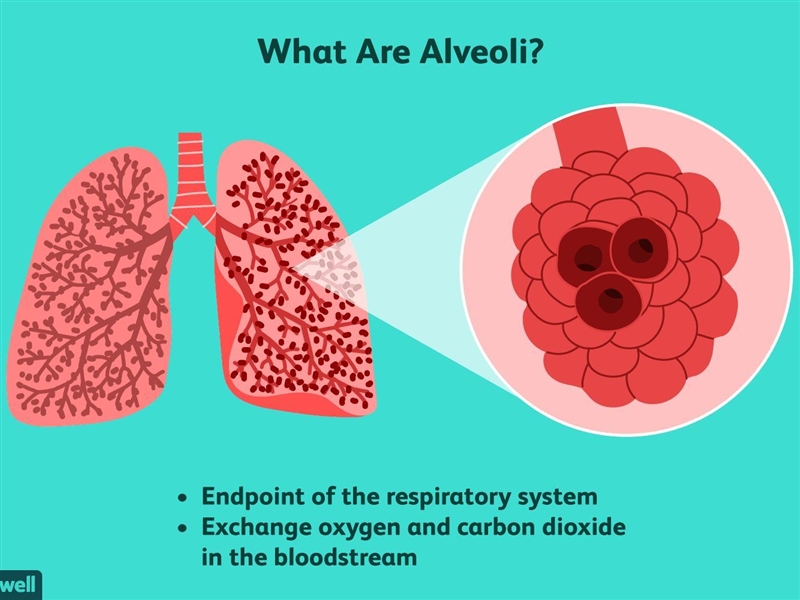 Definition of Emphysema-example-1