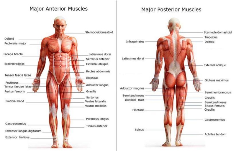 What are the 6 back view muscles of the body?-example-1