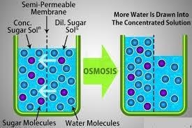 State two ways in which the principles of osmosis are applied in life​-example-1