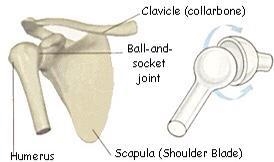 Do you think that ball-and-socket joints would have a pair of muscles or a team of-example-1