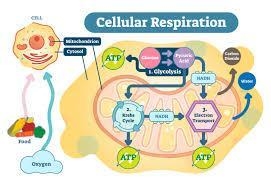 What are the forms of food fuel and where are they stored in the body?-example-1