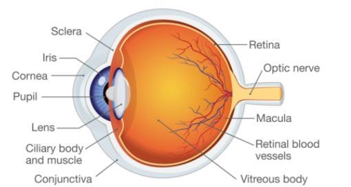 Draw a well labeled of human eye​-example-1