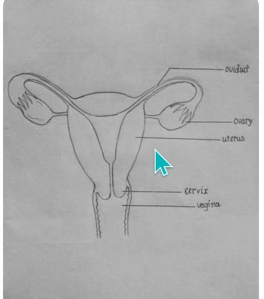 What is sex And how to draw a female reproductive system​-example-1