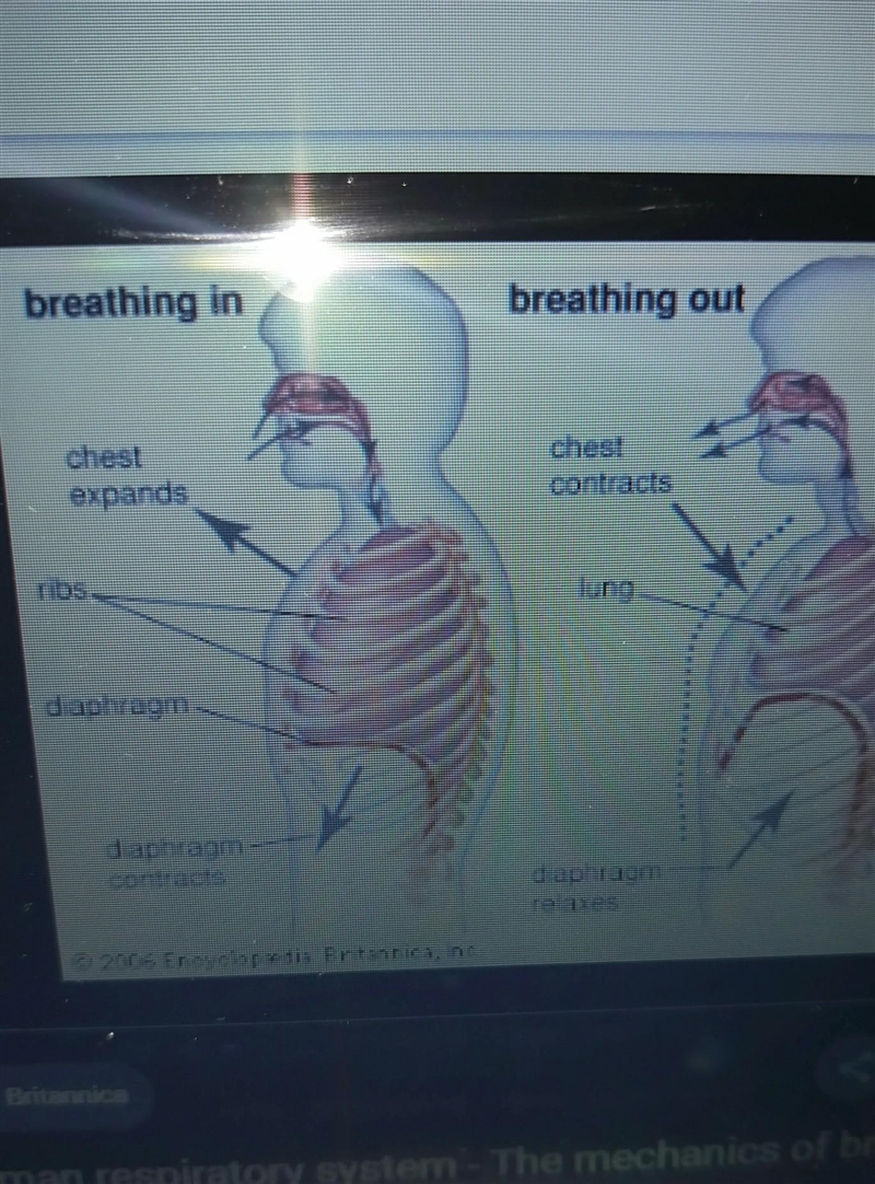 How do you breathe? Include the rib muscles and Diaphragm.-example-1