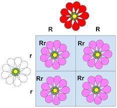 He result of a blend of phenotypes in an organism is considered an example of ? * Complete-example-1