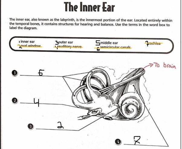 Please help: the inner ear no links! don't answer if u don't know!-example-1