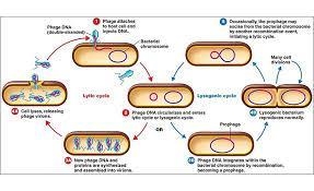 What exactly does a virus do in our cells in order to replicate?-example-1