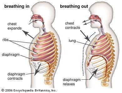 I just wanna know the process of how humans breathe. lol-example-1