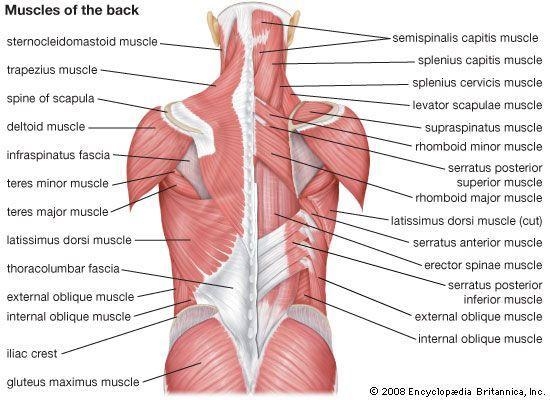 What is this muscle-example-1