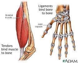 Which of the following would be most likely to happen if a major joint, such as the-example-1