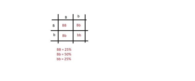 Explain why the crossing of 2 hybrid parents only results in a 25% percent chance-example-1