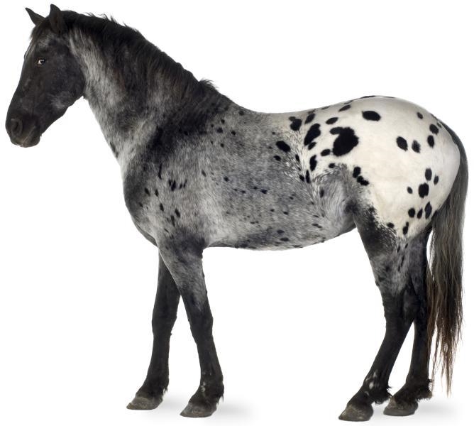 Appaloosa or quarterhorse?-example-1