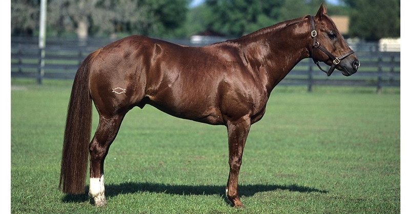 Appaloosa or quarterhorse?-example-2