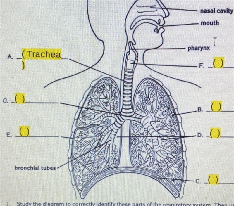 Fill in the blank please help asap-example-1