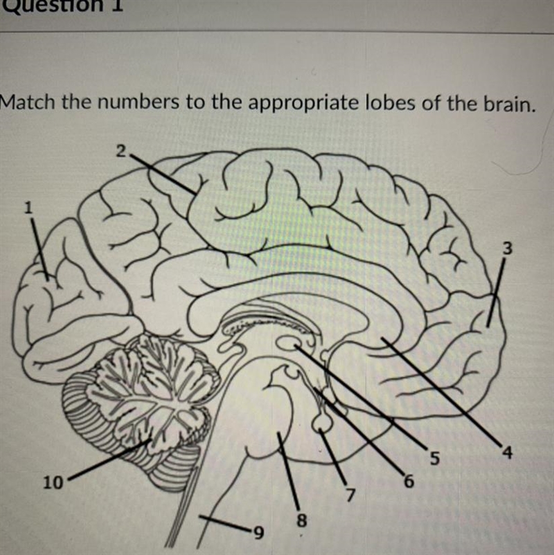 Match the numbers to the appropriate lobes of the brain.-example-1