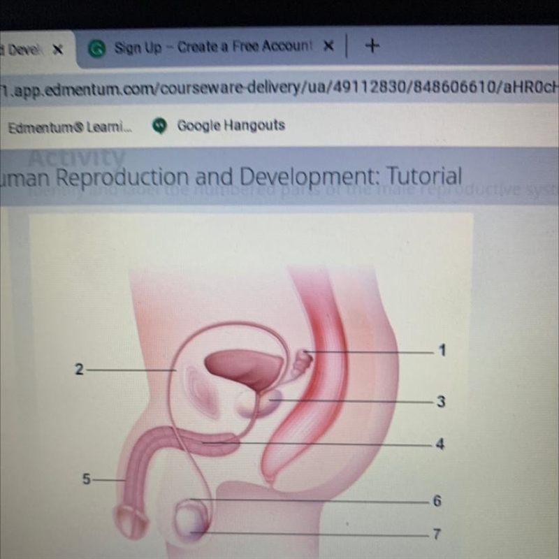 Identity and label the numbered parts of the male reproductive system in the diagram-example-1