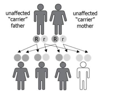 The image shows a cross between a father and a mother who are carriers for a genetic-example-1