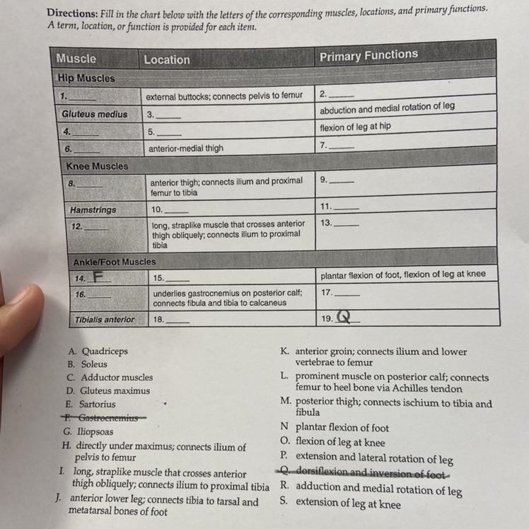 Fill in the chart below with the letters of the corresponding muscles, locations, and-example-1