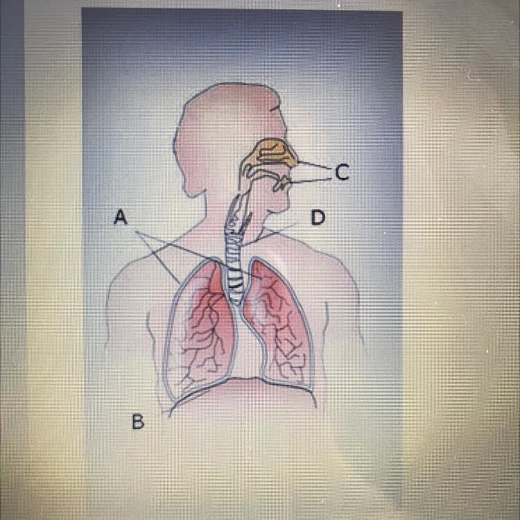 Where are the lungs in the respiratory system? A B C D-example-1