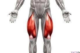 What is the name of the muscle shown in the image below? Hamstrings Bicep Quadricep-example-1