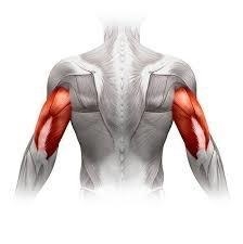 What is the name of the muscle shown in the image below? Bicep Deltoids Tricep All-example-1