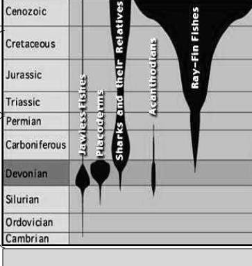 1. Which animal was there the most species of during the Cenozoic? 2. Which animal-example-1