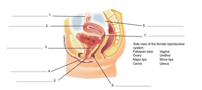 Label the Female Reproductive System. Really needs help! Home Work Help!-example-1