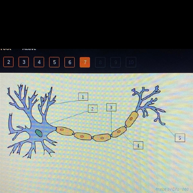 Which line is pointing to the axon terminals? A. 1 B. 2 C. 4. D. 5-example-1