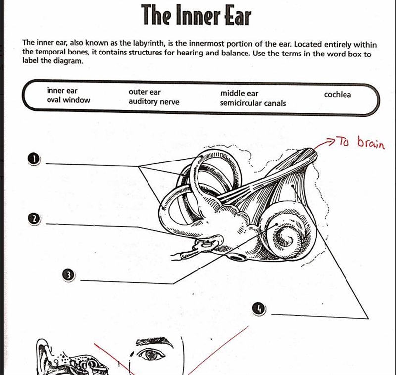 Please help: the inner ear no links! don't answer if u don't know!-example-1