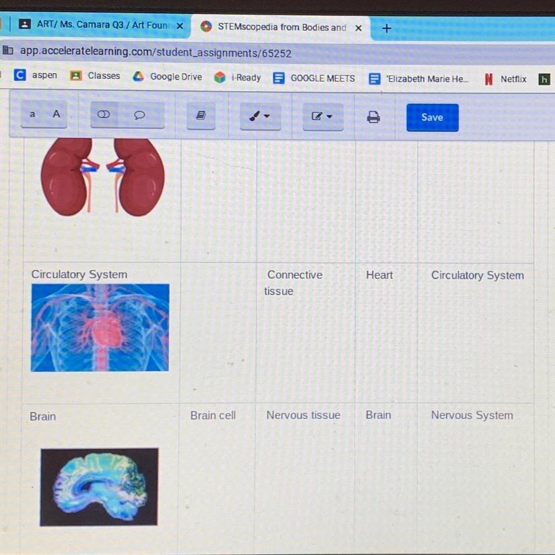 What's the cell type in the circulatory system?-example-1