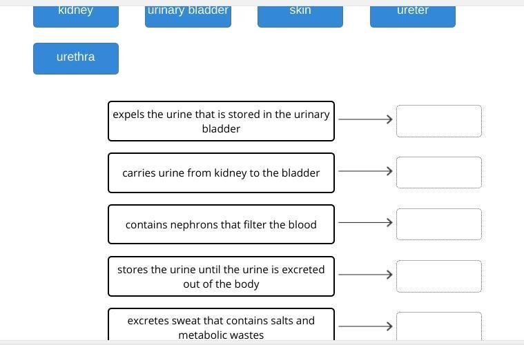 Match the organs of the excretory system to their functions.-example-1