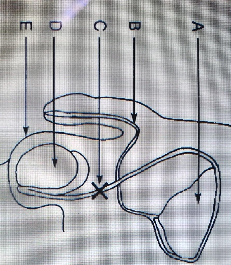 Which structures does the sprems Cells are made? A- A B- B C- C D- D ​-example-1