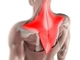 What muscle is shown in image below? Deltoids Tricep Abdominals Trapezius?-example-1