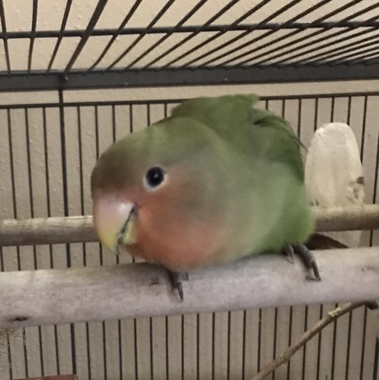 I accidentally stepped on my bird... She is a 7 month old lovebird female. She was-example-1